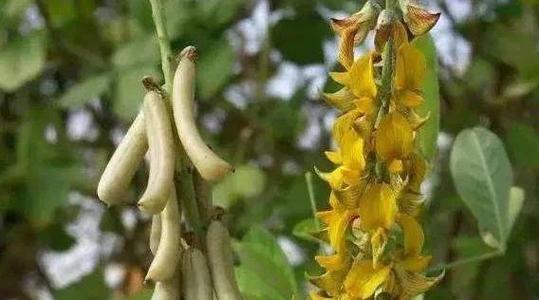白色响铃花寓意和象征着什么？
