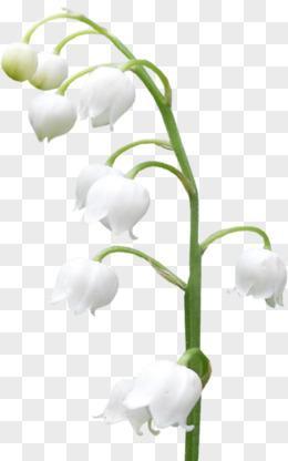 白色响铃花寓意和象征着什么？