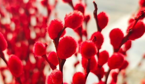 银柳红色的花语是什么？银柳花有哪些特别的含义？