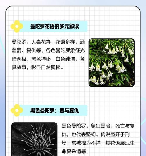 爱情中的花象征光明与黑暗是什么？