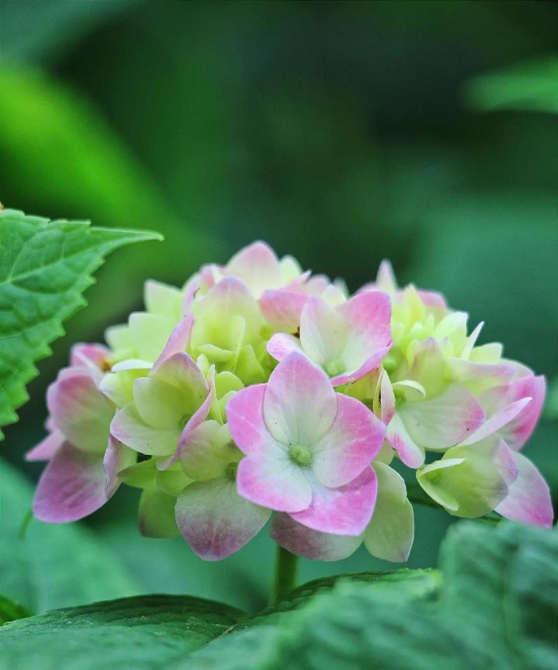 绣球花颜色与幸福寓意有何关联？