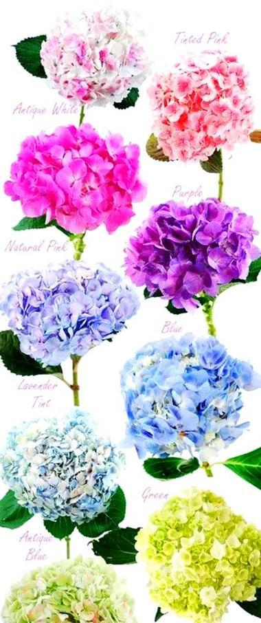 绣球花颜色与幸福寓意有何关联？