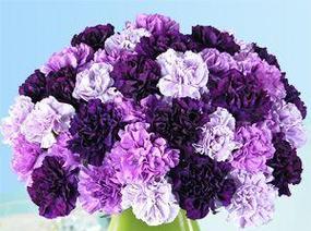 紫色花象征什么？紫色花的含义是什么？