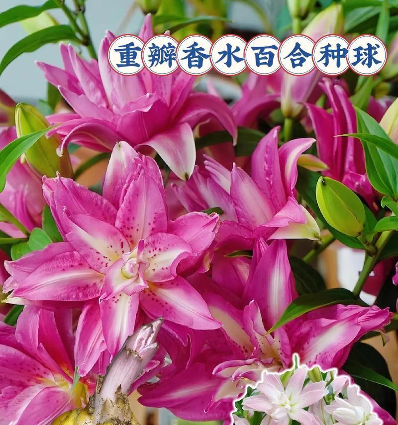 春节送百合花代表什么？百合花的寓意有哪些？