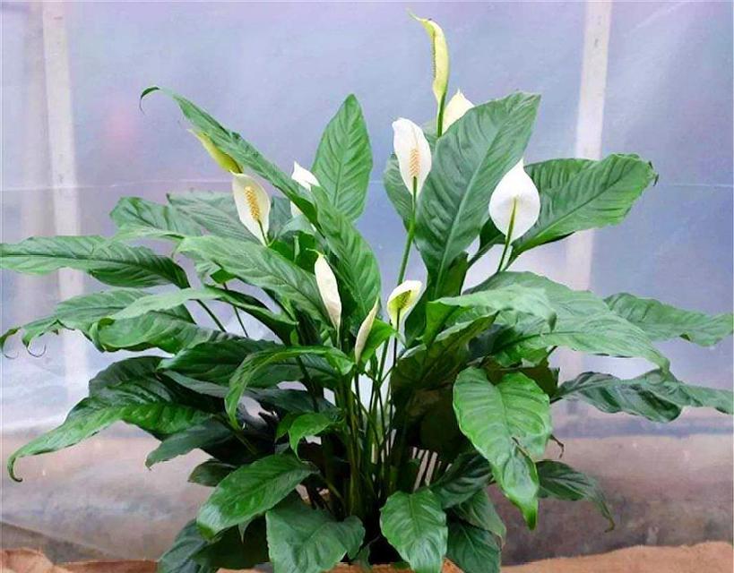 在家摆放白色花有什么寓意？白色花对家居风水有何影响？