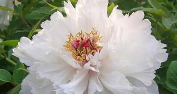 在家摆放白色花有什么寓意？白色花对家居风水有何影响？