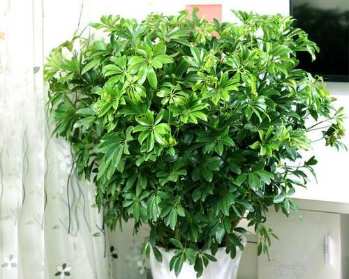 哪种花象征健康？寻找健康寓意的花有哪些选择？