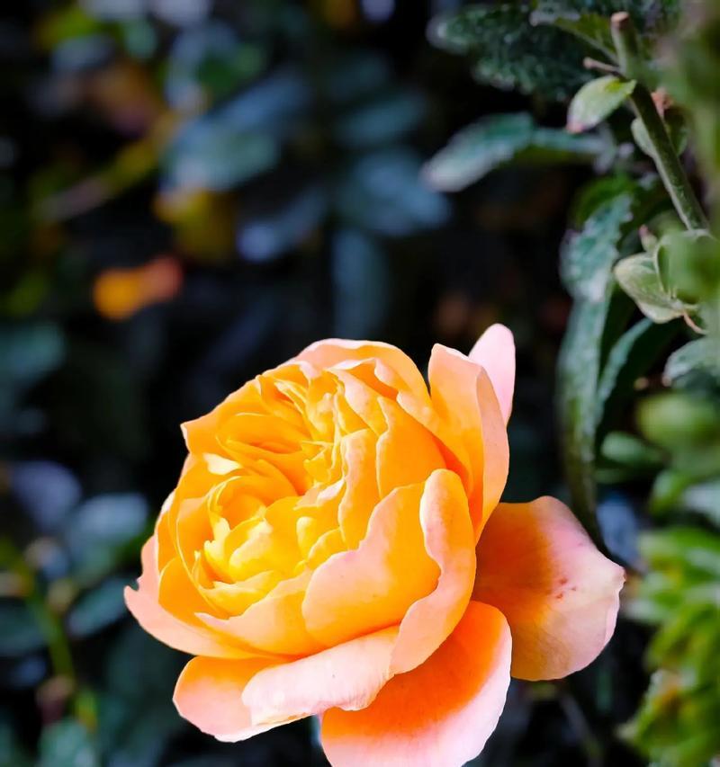 黄色花的意义是什么？黄色花象征着什么？