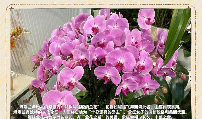 黄色花的意义是什么？黄色花象征着什么？