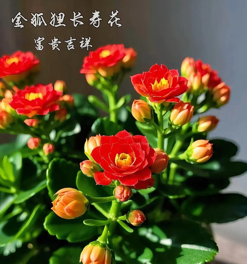 长寿花为何象征长寿？它的寓意是什么？
