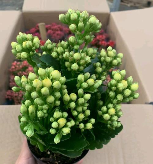 长寿花为何象征长寿？它的寓意是什么？