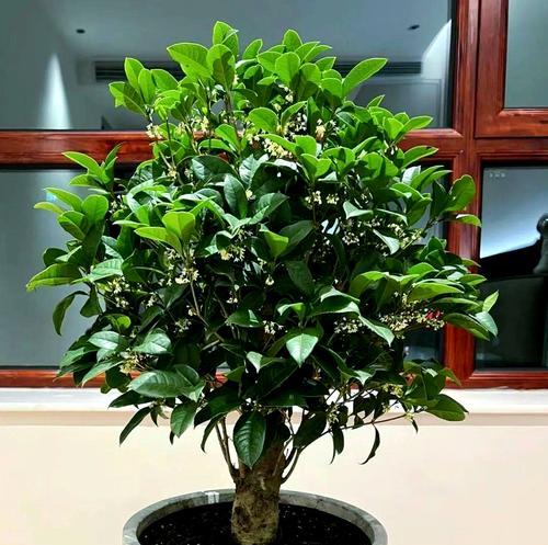 哪种花象征好运和平安？它的寓意是什么？