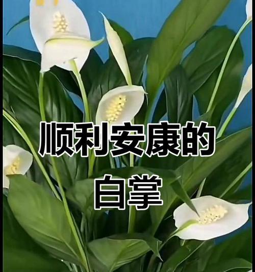 哪种花象征好运和平安？它的寓意是什么？