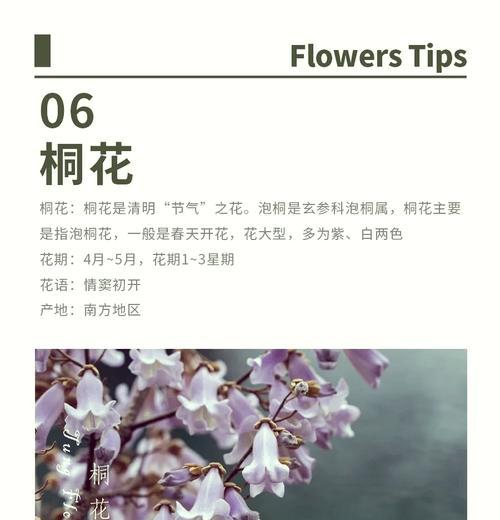 节气与花语有什么关系？节气花语大全是什么？