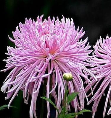 节气与花语有什么关系？节气花语大全是什么？