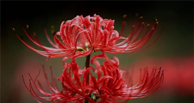 红色的彼岸花的寓意是什么？它象征着什么？