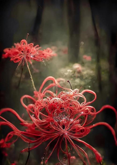红色的彼岸花的寓意是什么？它象征着什么？