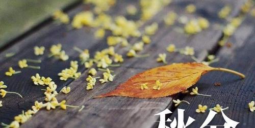 节气与花语原文是什么？如何理解其含义？