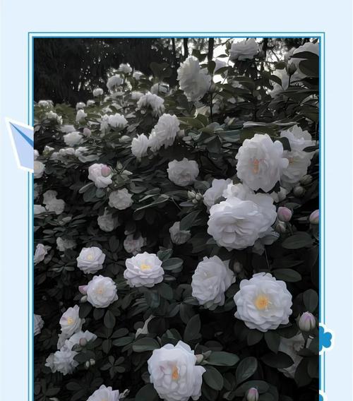 哪些中式花卉象征爱情？它们的花语是什么？