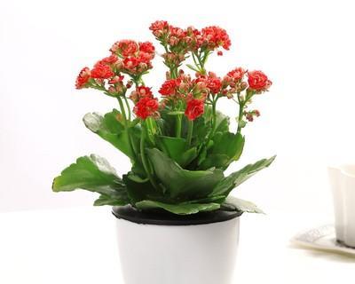 长寿花的寓意好头像？长寿花在头像设计中的意义是什么？