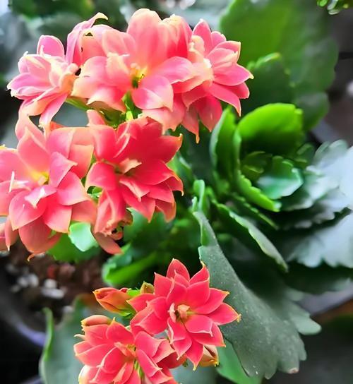 长寿花的寓意好头像？长寿花在头像设计中的意义是什么？