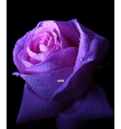 紫色花语投诉是什么？紫色花代表了哪些寓意？