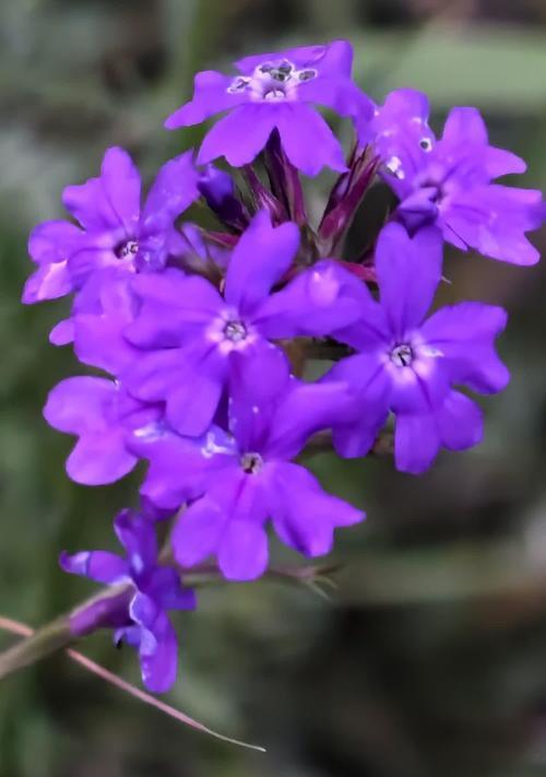 紫色花语投诉是什么？紫色花代表了哪些寓意？