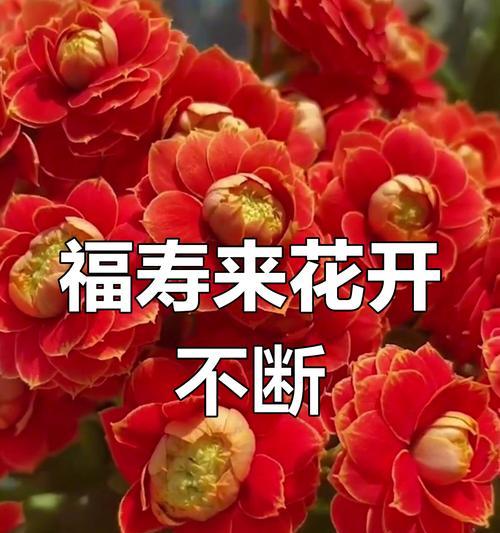 哪种花象征康宁？康宁花的寓意是什么？