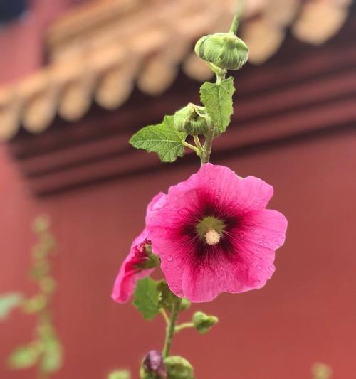 哪种花象征康宁？康宁花的寓意是什么？