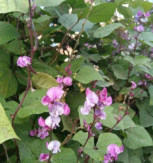 湖绿色花语是什么？湖绿色花的寓意有哪些？