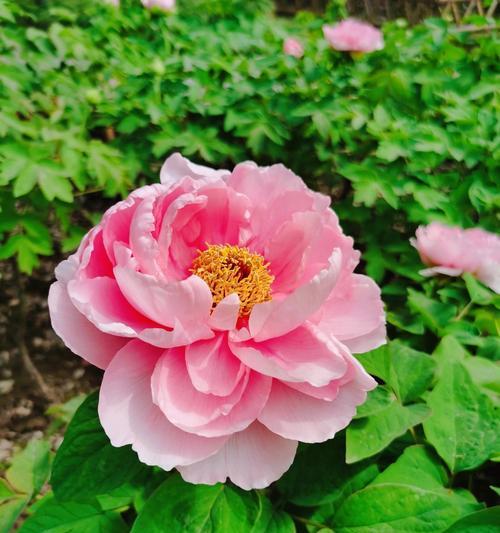 湖绿色花语是什么？湖绿色花的寓意有哪些？