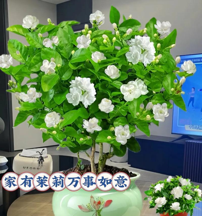 湖绿色花语是什么？湖绿色花的寓意有哪些？