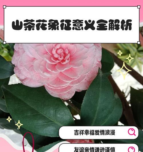 哪些花既美丽又寓意爱情？它们的含义是什么？