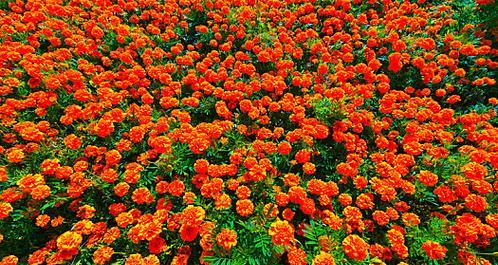 黄橙色的花寓意是什么？黄橙色花的花语有哪些？