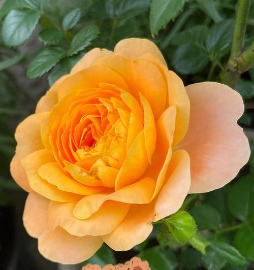 黄橙色的花寓意是什么？黄橙色花的花语有哪些？