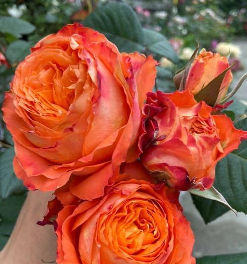 黄橙色的花寓意是什么？黄橙色花的花语有哪些？