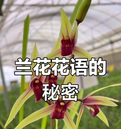 竹节兰花的花语是什么？它在花卉中象征着什么？