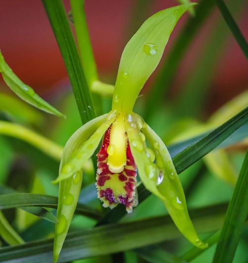 竹节兰花的花语是什么？它在花卉中象征着什么？
