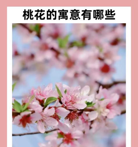 四棵向阳花的含义是什么？棕色向阳花的寓意有哪些？