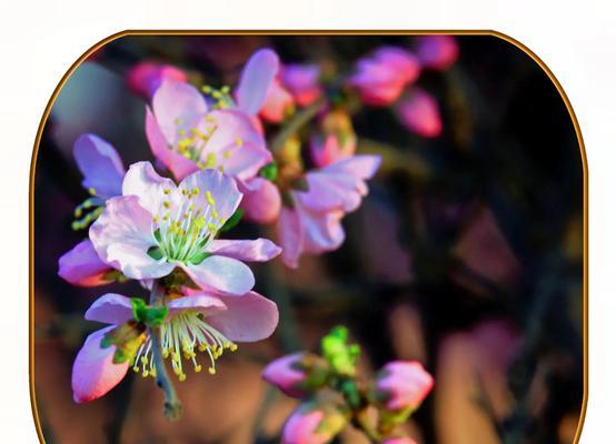 四棵向阳花的含义是什么？棕色向阳花的寓意有哪些？