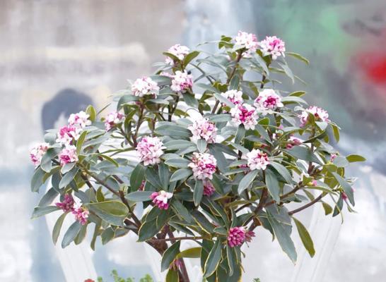 祥瑞花有哪些？它们的寓意是什么？