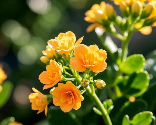 祥瑞花有哪些？它们的寓意是什么？