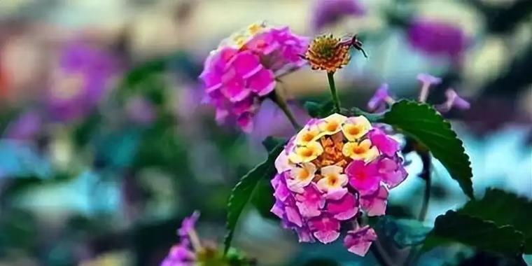 五朵花五个颜色各自代表什么？五色花的寓意是什么？