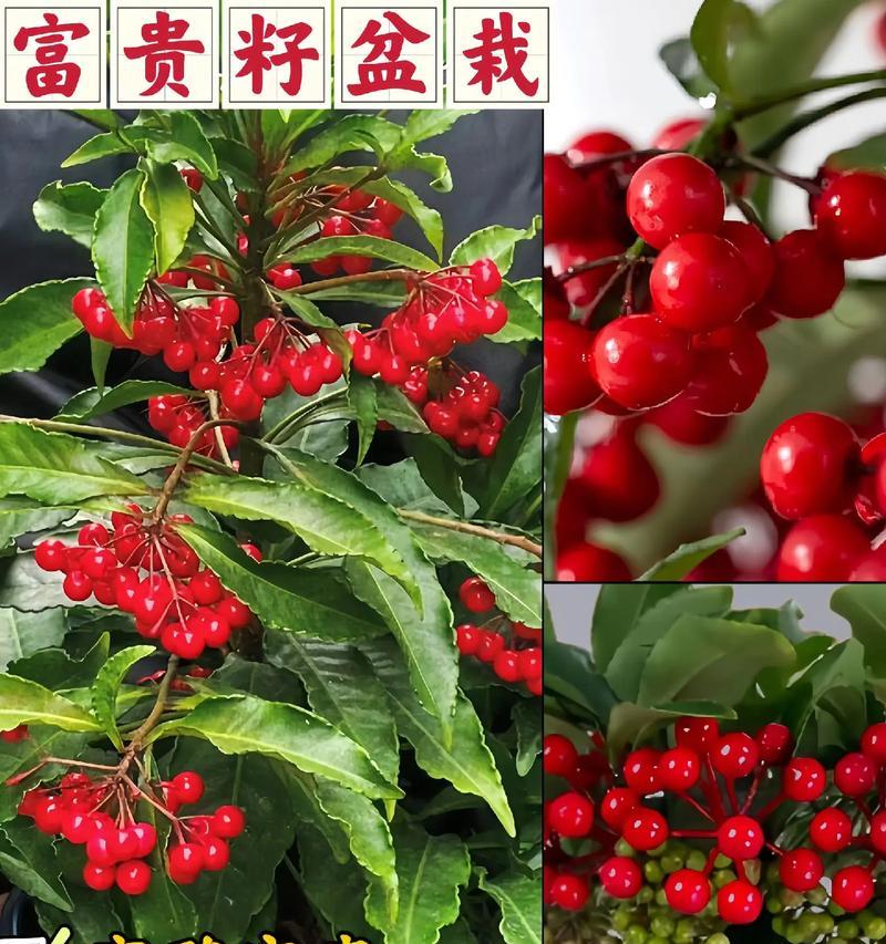 平安富贵寓意的花有哪些？如何选择寓意平安富贵的花？