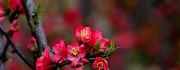 平安富贵寓意的花有哪些？如何选择寓意平安富贵的花？