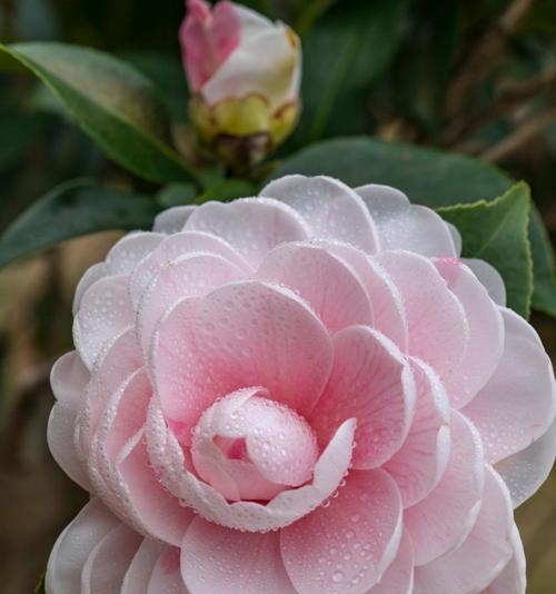 淡粉色花代表什么？淡粉色花的寓意和象征是什么？