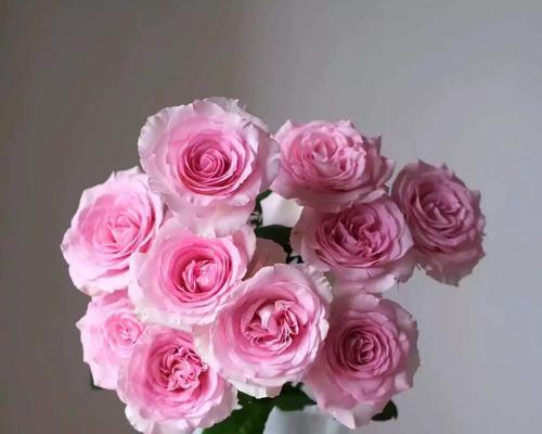 淡粉色花代表什么？淡粉色花的寓意和象征是什么？