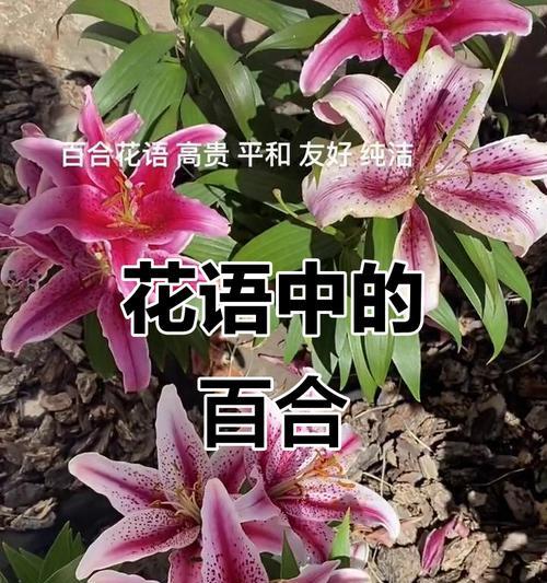哪些花象征爱情与美好？爱情与美好花语的代表有哪些？