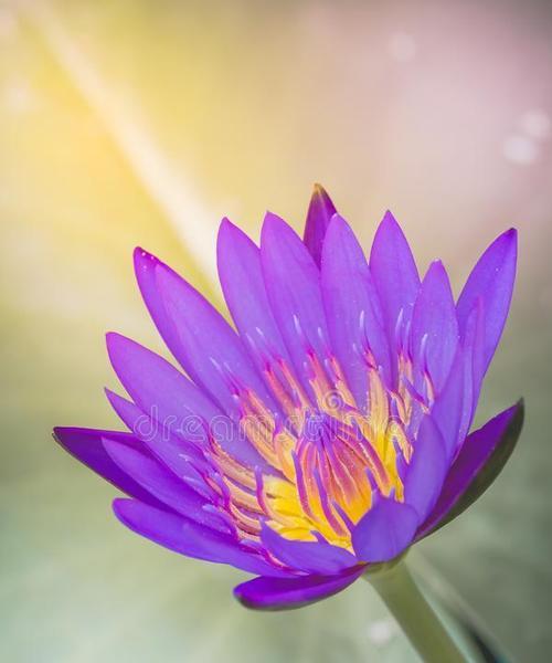 紫色花有哪些好的寓意？寓意好的紫色花有哪些？