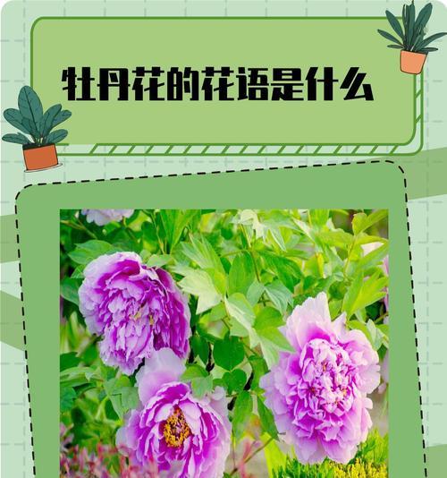 花的寓意是什么？如何用花语表达祝福？